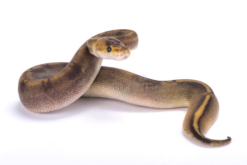 球Python，国王的Python 库存图片