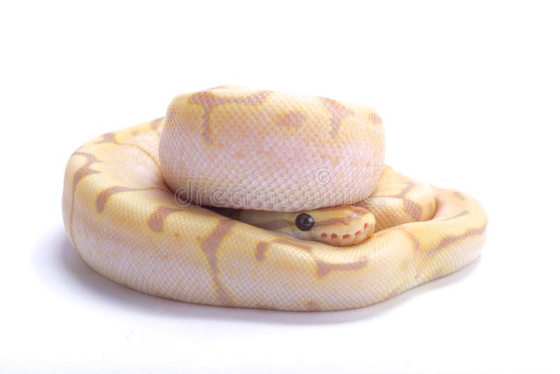 球Python，国王的Python 免版税库存图片