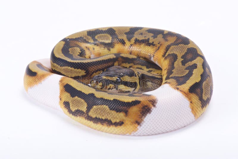 球蟒,Python regius 免版税库存图片