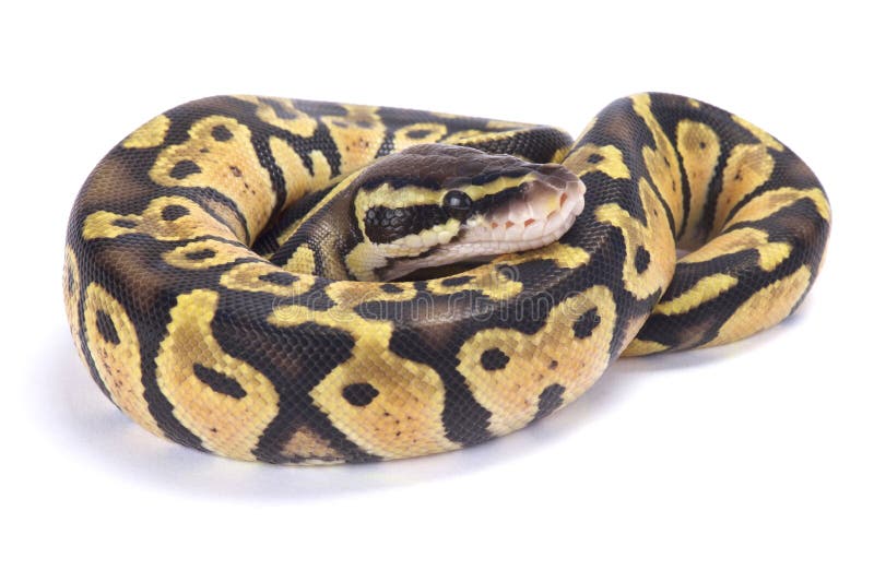 球蟒,Python regius 图库摄影