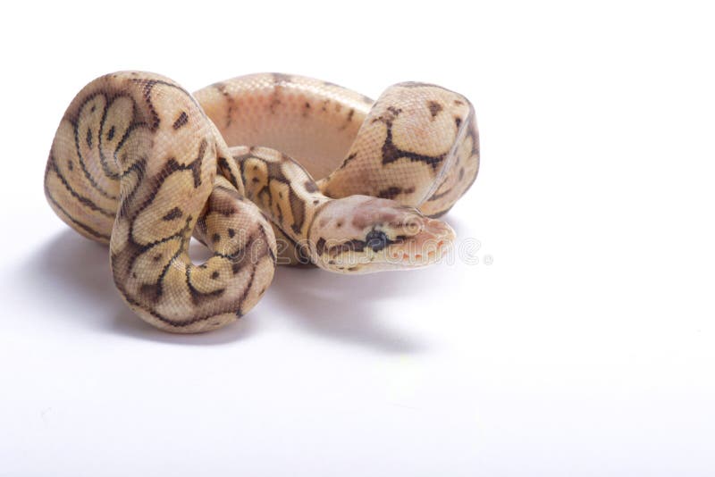 球Python，国王的Python 库存照片