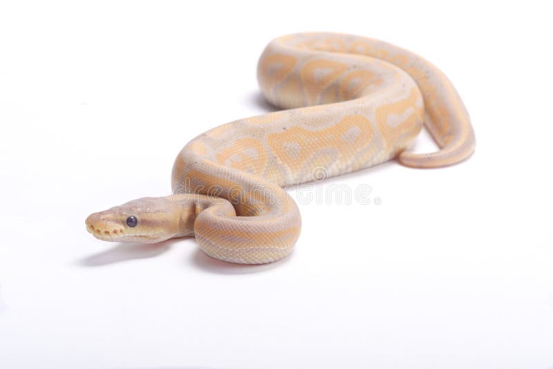 淡色球Python，国王的Python 库存图片