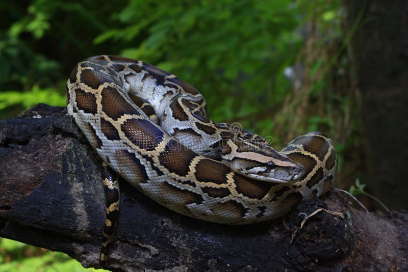 一个缅甸Python的画象，Python bivittatus 图库摄影