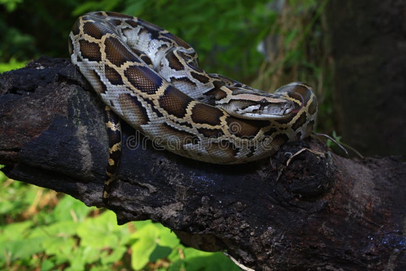 一个缅甸Python的画象，Python bivittatus 免版税库存照片