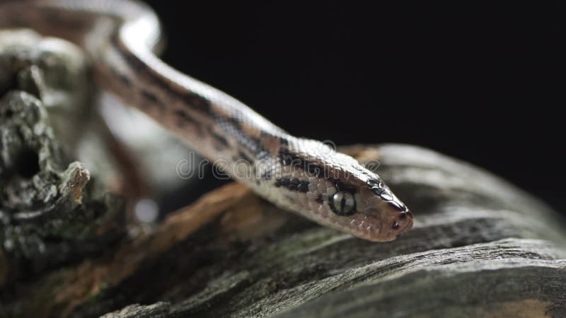水Python蛇或棕色水Python. liasis无毒蛇fuscus物种是澳大利亚. 股票视频