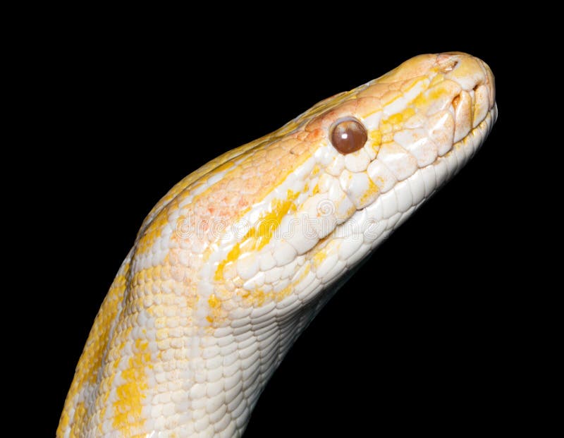 白变种老虎Python在黑色隔绝的Python molurus 图库摄影