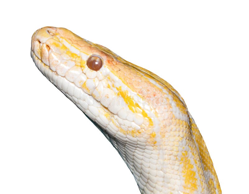 白变种老虎Python在白色隔绝的Python molurus 免版税库存照片