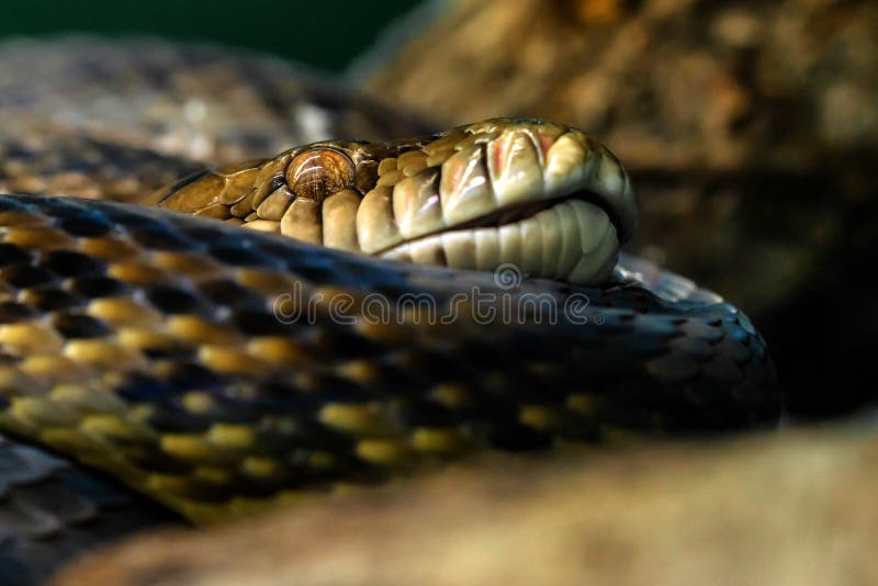 亚洲蟒蛇Python molurus特写 库存照片