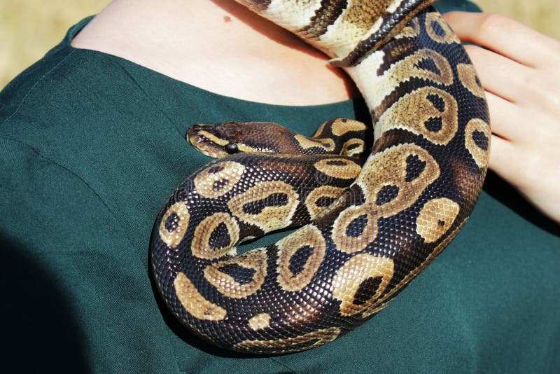 曲折前进皇家Python或者球Python Python国王在一个女孩的肩膀一件绿色礼服的 库存图片