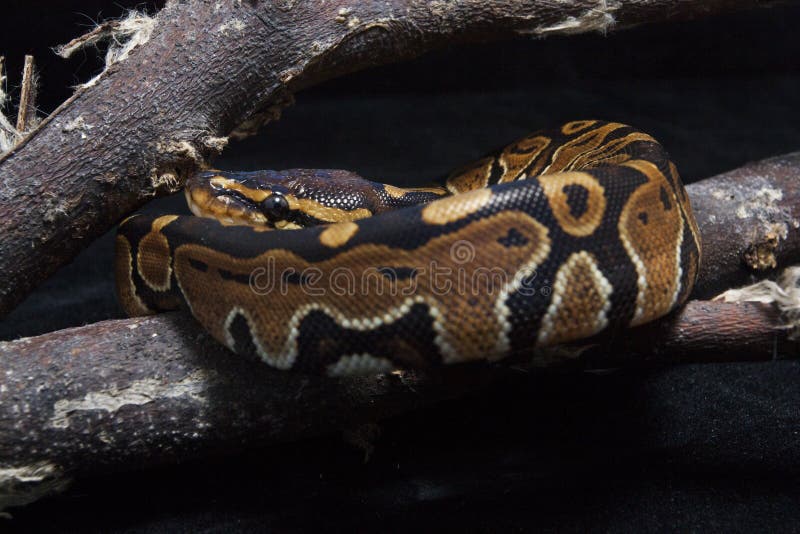球国王Python的Python 免版税库存图片