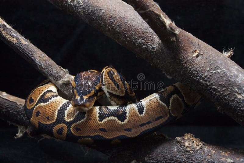 球国王Python的Python 图库摄影