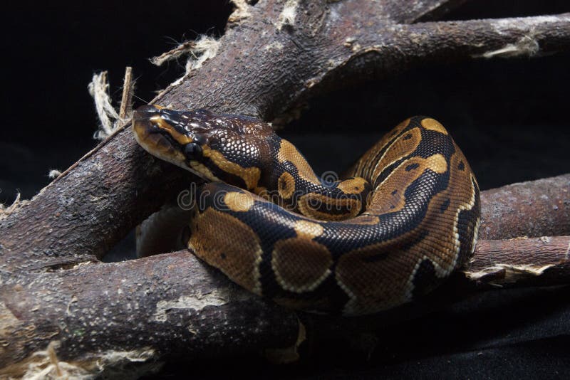 球国王Python的Python 库存照片