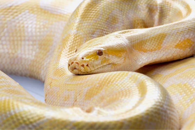 金Python，网状的Python (Python reticulatus) 免版税库存图片