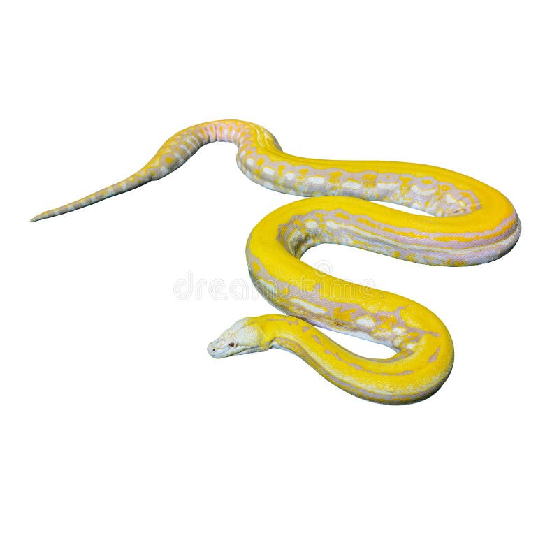 金Python，网状的Python (Python reticulatus) 免版税库存照片