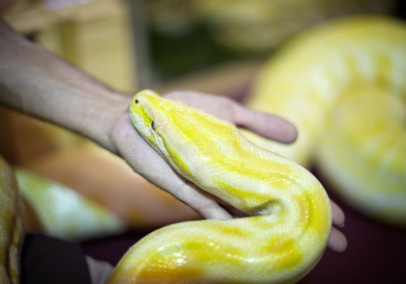 金Python，网状的Python Python reticulatus 库存照片