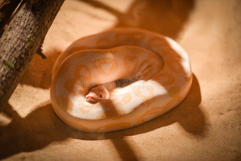 金黄说谎在地面白变种缅甸Python的Python黄色蛇 免版税库存照片