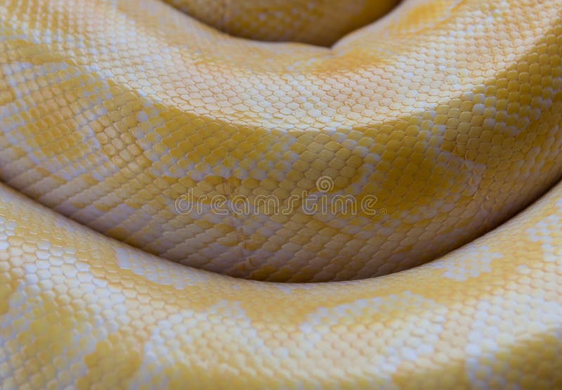 金Python，网状的Python皮肤 免版税库存图片