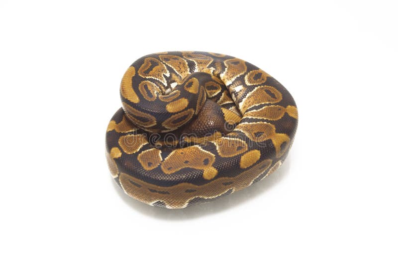 球国王Python的Python 库存照片