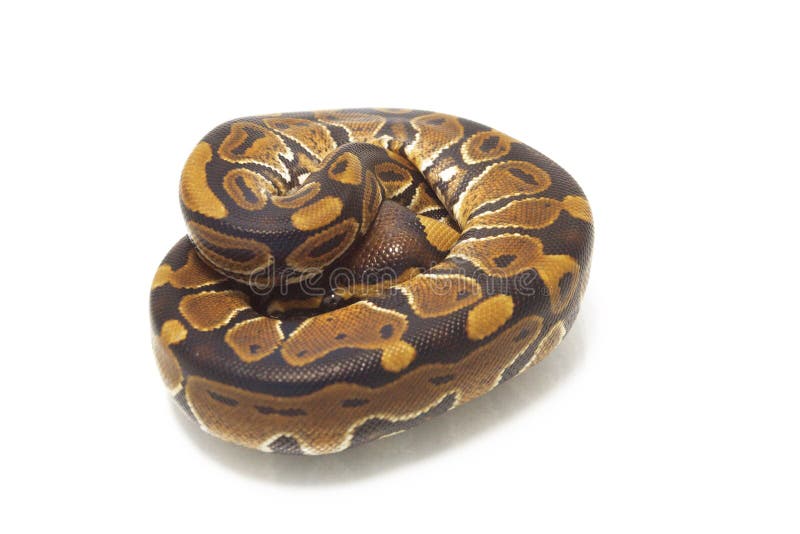 球国王Python的Python 免版税库存照片
