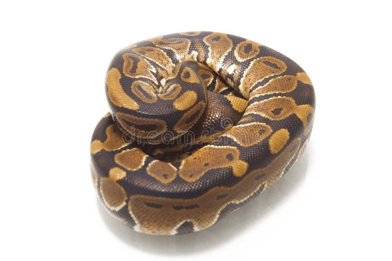 球国王Python的Python 库存图片
