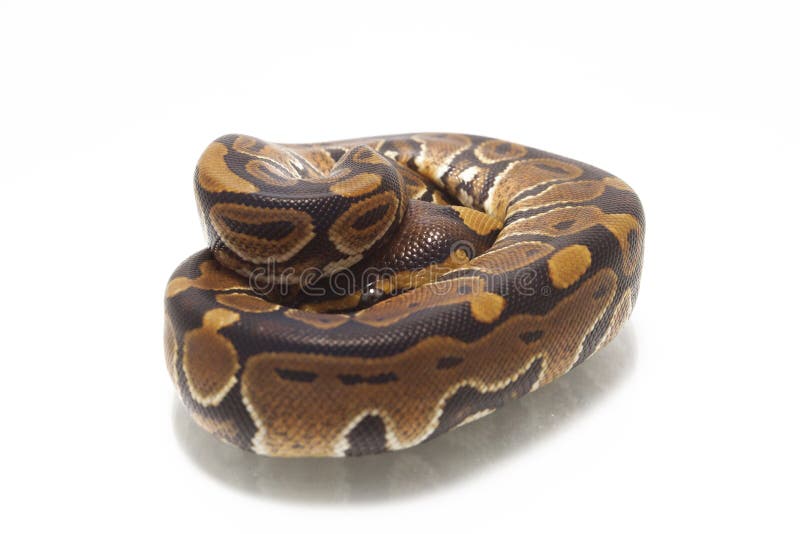球国王Python的Python 免版税库存照片
