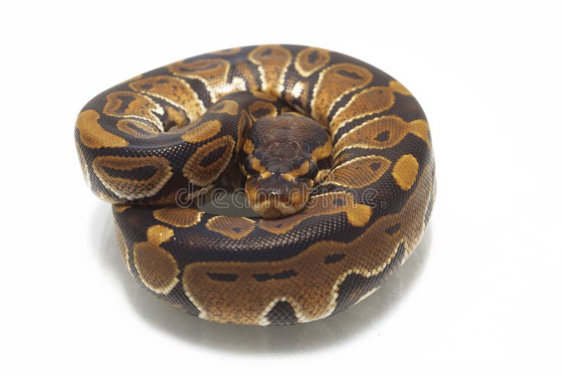 球国王Python的Python 库存图片