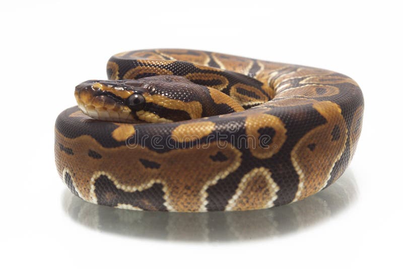 球国王Python的Python 免版税库存图片