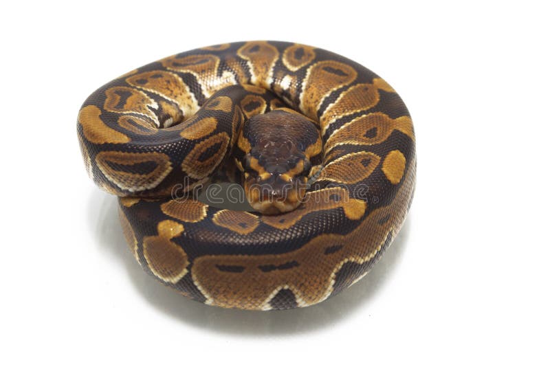球国王Python的Python 免版税图库摄影