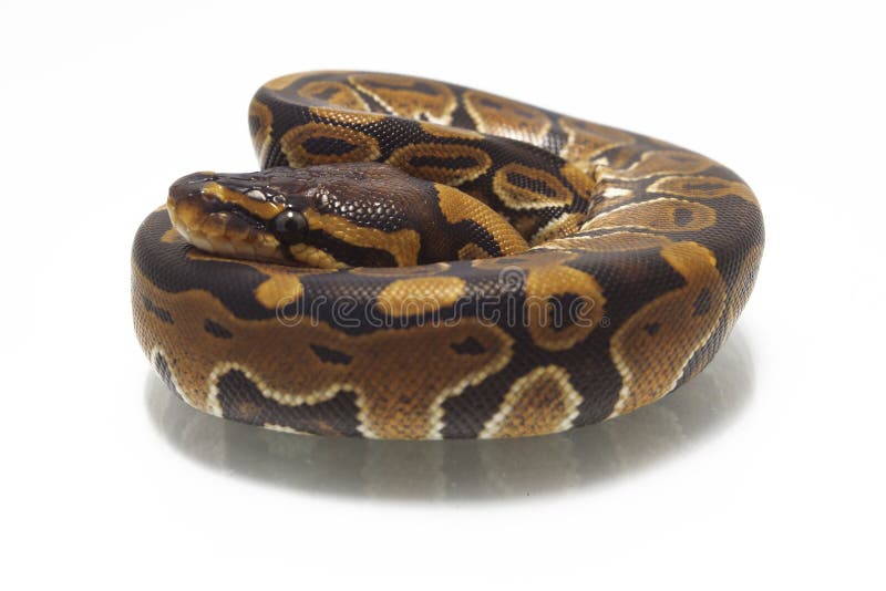 球国王Python的Python 免版税库存图片