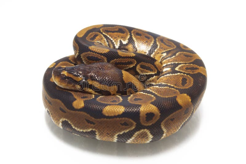 球国王Python的Python 库存图片
