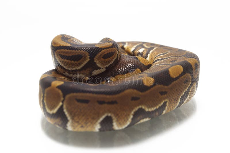 球国王Python的Python 库存图片