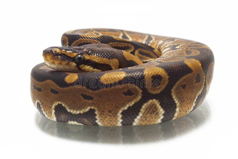 球国王Python的Python 库存图片