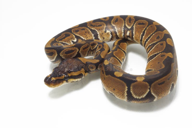 球蟒 Python regius 库存图片