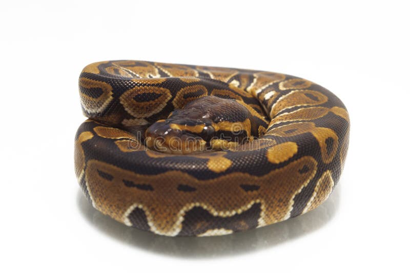 球国王Python的Python 图库摄影