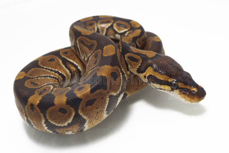 球蟒 Python regius 库存图片