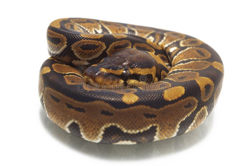 球国王Python的Python 库存图片