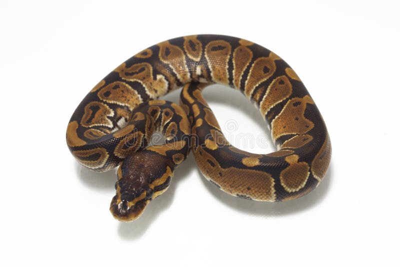 球国王Python的Python 图库摄影