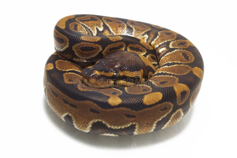 球国王Python的Python 免版税库存照片