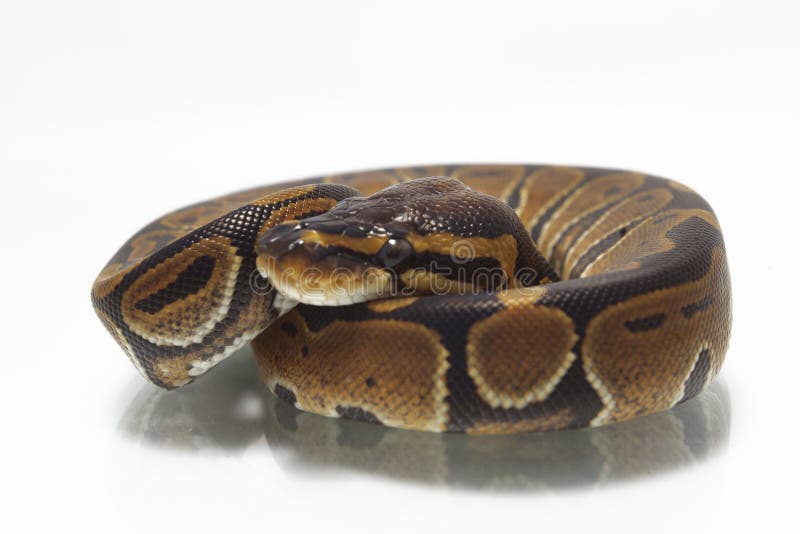 球国王Python的Python 免版税库存图片