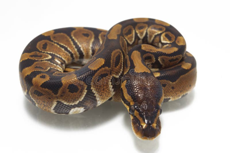 球国王Python的Python 免版税图库摄影