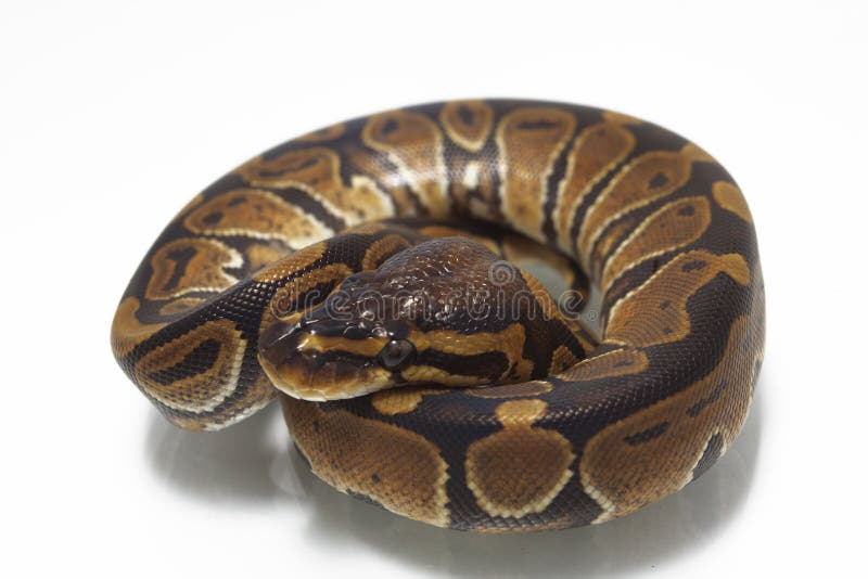 球国王Python的Python 免版税图库摄影