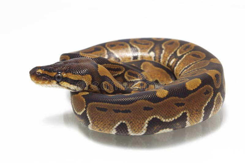 球国王Python的Python 免版税图库摄影