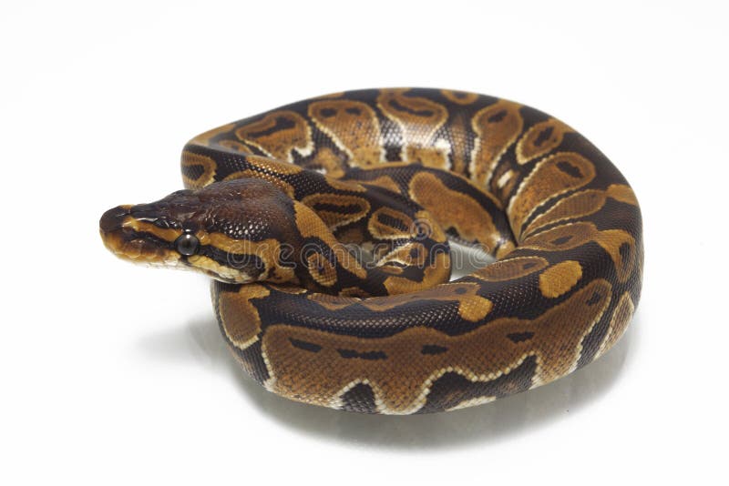 球国王Python的Python 免版税库存图片