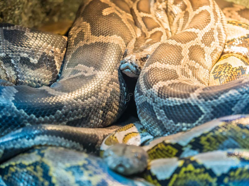 小组皇家Python或者球国王Python的Python 库存照片