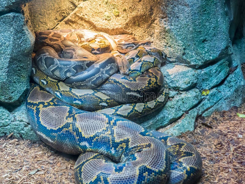 小组皇家Python或者球国王Python的Python 库存照片