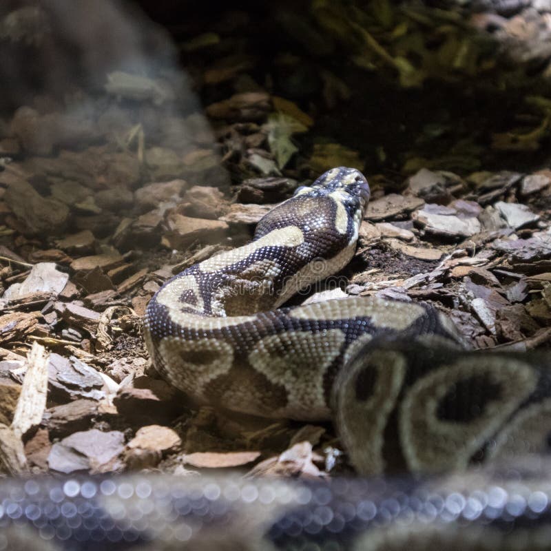 球Python，国王的Python，亦称皇家Python 库存照片