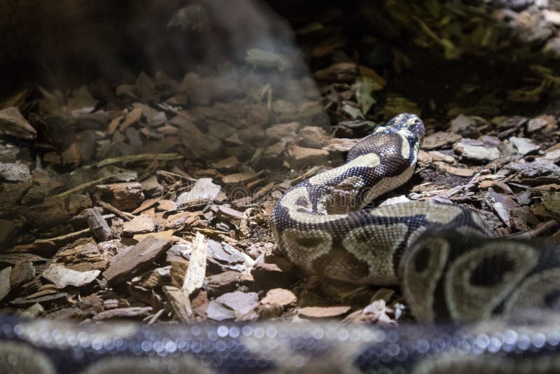 球Python，国王的Python，亦称皇家Python 库存照片