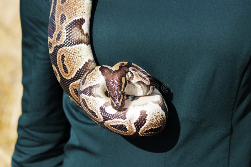 皇家蟒，或球蟒 (Python regius) 缠绕在穿着绿色连衣裙的女孩的脖子上。 库存图片