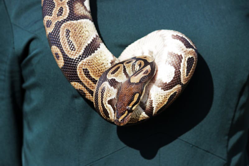皇家蟒，或球蟒 (Python regius) 缠绕在穿着绿色连衣裙的女孩的脖子上。 免版税库存照片