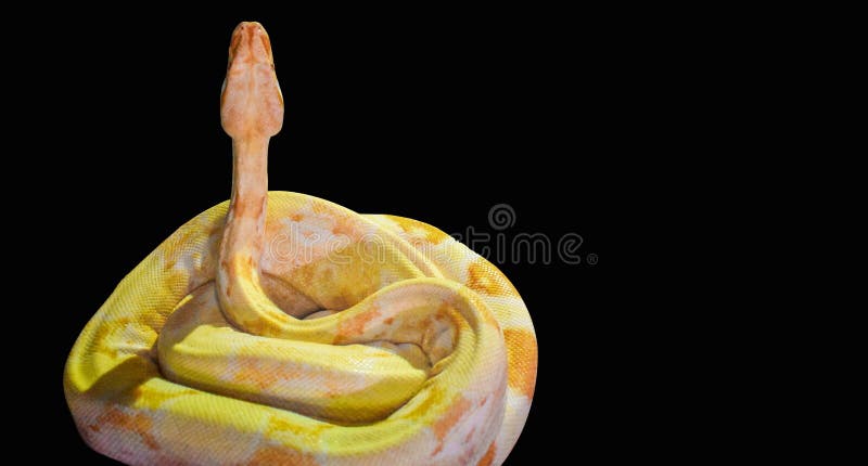 在白色背景隔绝的黄色大蛇 国王球Python的Python，亦称皇家Python，是Python 图库摄影